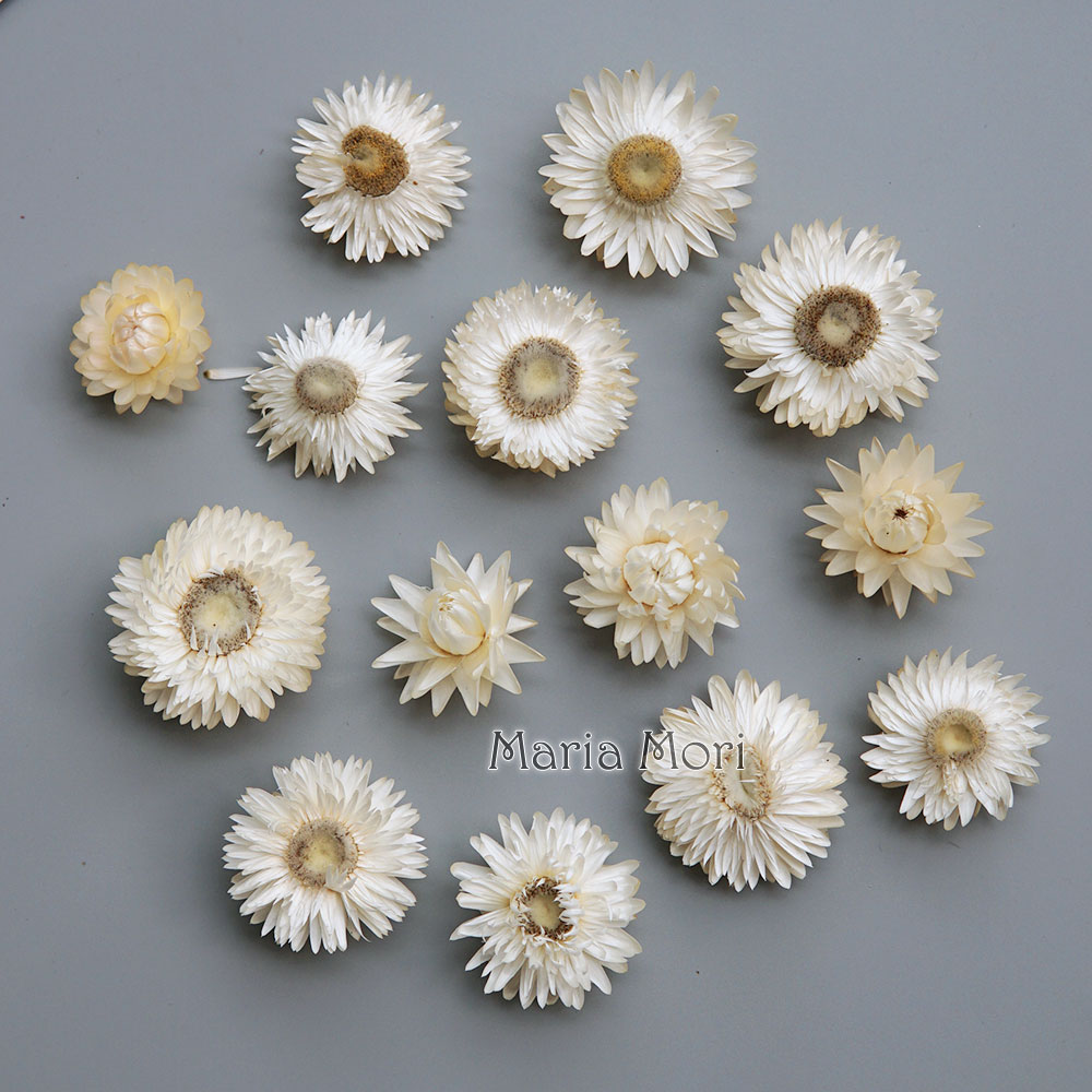 Natural Dried Colorful Chrysan - Hair Care Nature review and price