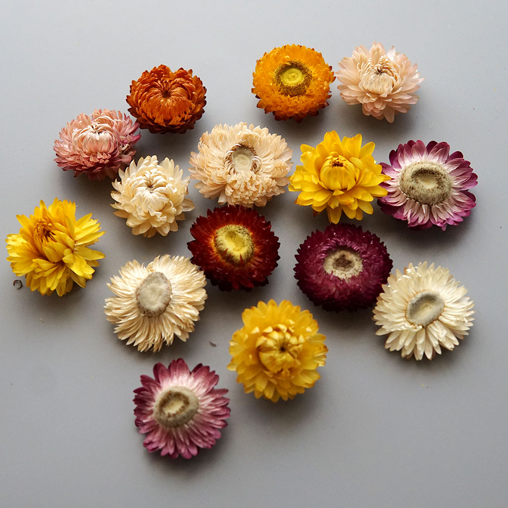 Natural Dried Colorful Chrysan - Hair Care Nature review and price