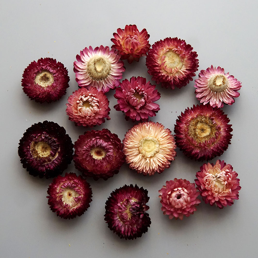 Natural Dried Colorful Chrysan - Hair Care Nature review and price