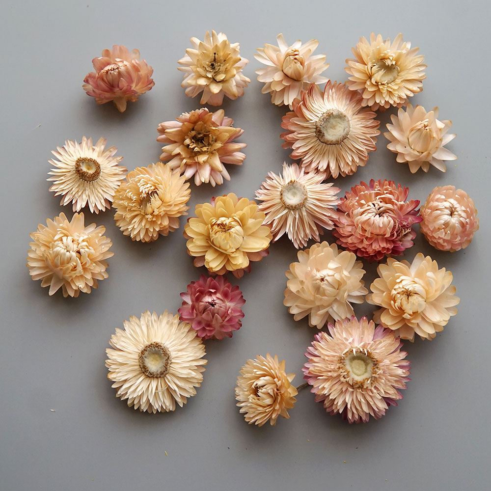 Natural Dried Colorful Chrysan - Hair Care Nature review and price